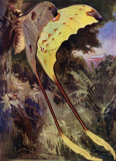 Una polilla gigante de Madagascar de Arthur Twidle